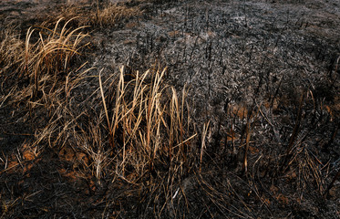 Fototapeta na wymiar After wildfire with dust and ashes. .Global warming, save planet, protect forests, conserve environment concept background.