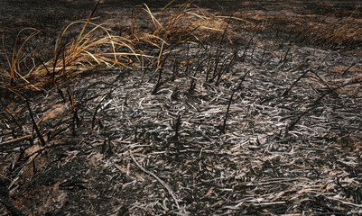 After wildfire  with dust and ashes.
.Global warming, save planet, protect forests, conserve environment concept background.