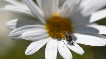 Mosca su Margherita