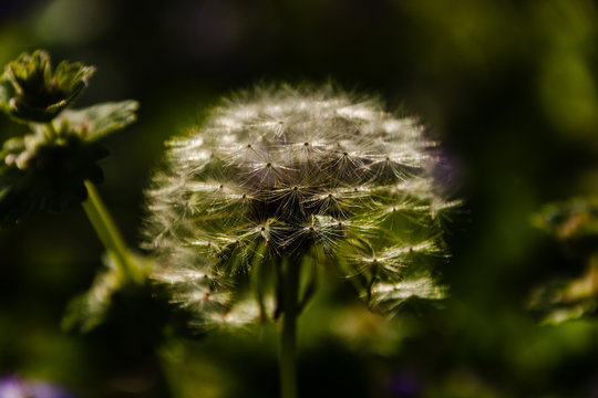 dandelion seed head