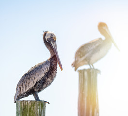 Two wild brown pelicans in Florida