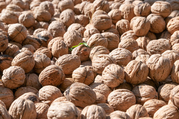 Fototapeta na wymiar walnuts drying in the sun