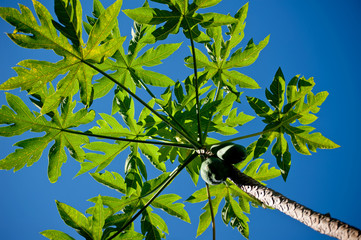papaya