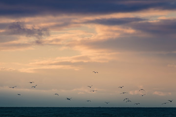 Fototapeta na wymiar Many sea gulls fly away. Beatiful twilight sky after a sunset. Vintage color photo toning.