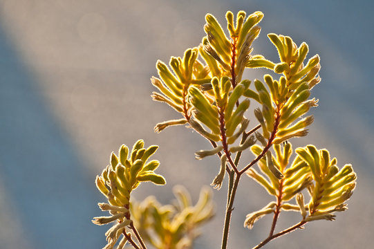 Kangaroo Paws