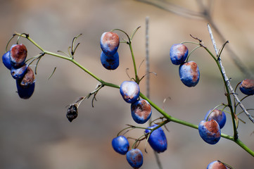 before winter