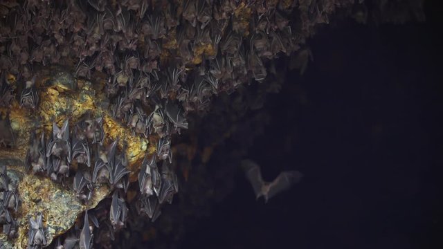 A beautiful slo-mo shot of a fruit bat flying into a large colony of bats. Ther flying fox looks for a place to land on the ceiling of a rocky cave