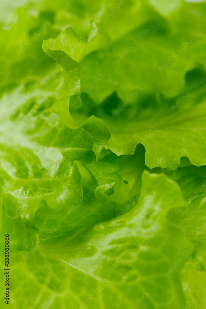 Poster fresh lettuce