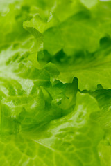 fresh lettuce