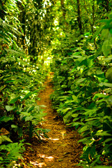 Fototapeta premium Atlantic forest path, Brazil