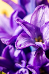 Fototapeta na wymiar Hyacinthus bulbous in spring natural light