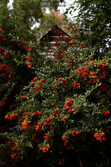 red maple leaves on wall