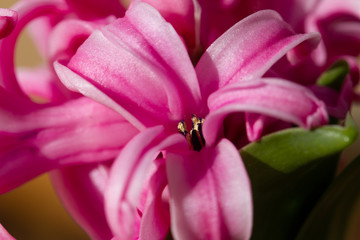 Fototapeta na wymiar Hyacinthus bulbous in spring natural light