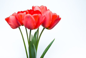 A bouquet of red tulips on a white isolated background. Space for text