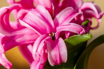 Hyacinthus bulbous in spring natural light