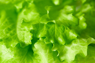 fresh lettuce