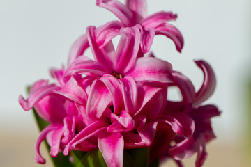 Hyacinthus bulbous in spring natural light