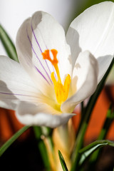 Crocus vernus white flower