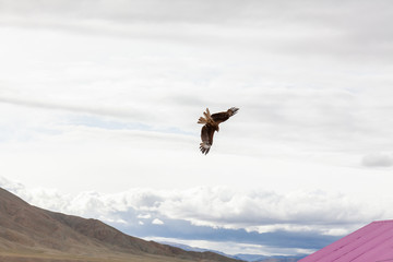falcon flies over the roofs of houses of a small settlement in the mountains of Mongolia