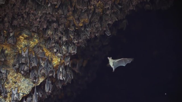 Amazing slo-mo shot of a large group of fruit bats inside a cave during the day. The flying fox looks for space to land on the celing of the cave.