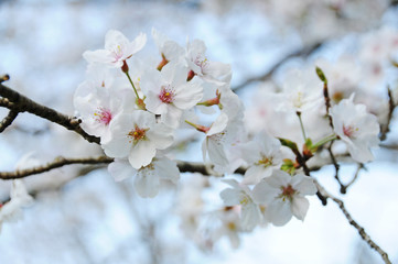 桜　鹿児島県出水市
