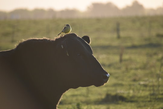 ave y producci&oacute;n ganadera simbiosis come parasitos pampa argentina