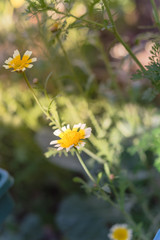 Crown daisy (glebionis coronaria) flowers blooming at backyard garden in Dallas, Texas, America