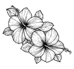 Hand drawn tropical hibiscus flower with leaves. Sketch florals on white background. Exotic blooms, engraving style for textile, surface design or banner. Great template for coloring book.