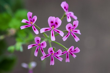 Small pink and purple flowers 