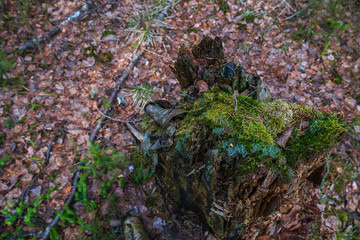 The old stump felled for a long time.