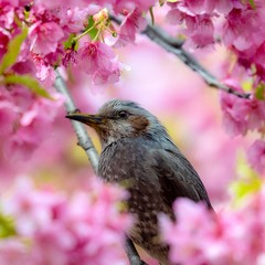 桜の蜜を吸うヒヨドリです。
