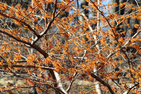 Witch Hazel Plant - Used To Make An Astringent That Fights Viruses Like The Flu  