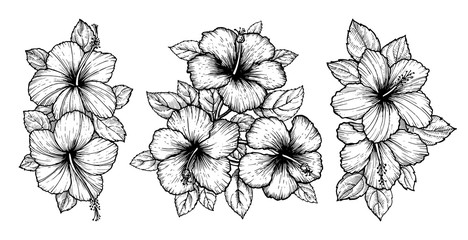 Hand drawn tropical hibiscus flower bouquet with leaves. Sketch florals on white background. Exotic blooms, engraving style for textile, surface design or banner. Great template for coloring book.