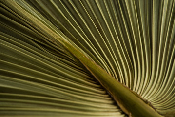 Dried palm leaf macro background
