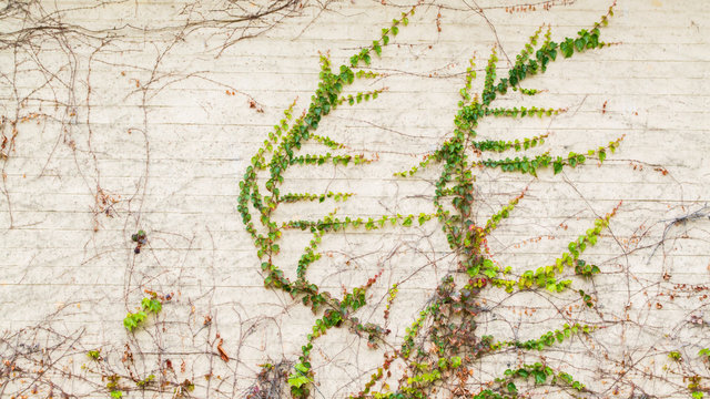 background texture-delicate green climbing vines and leaves on an exterior wall with copy space