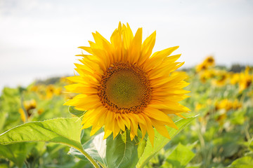 Fototapeta premium bright ripe flowers of sunflowers in the field at sunset, orange beautiful flowers, agricultural products, raw materials for the production of sunflower oil