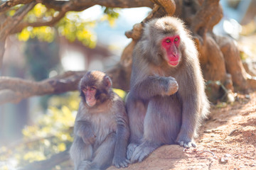 Japanese Travel Destinations. Family of  Japanese Macaque Near Tree at Arashiyama Monkey Park Iwatayama in Kyoto, Japan.