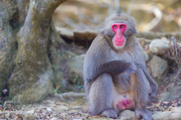 Travel Destinations. Japanese Macaque Near Tree at Arashiyama Monkey Park Iwatayama in Kyoto, Japan.