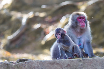 Asian Travel Destinations. Family of Two Japanese Macaque at Arashiyama Monkey Park Iwatayama in Kyoto, Japan.