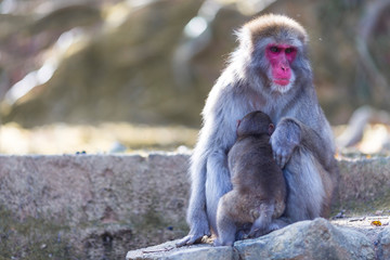 Adult Japanese Macaque at Arashiyama Monkey Park Iwatayama in Kyoto, Japan.
