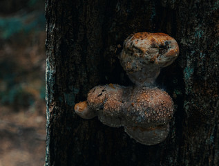 Agaric