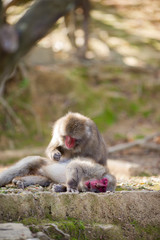 Japan Traveling Concepts. Natural Portrait of Relaxing Japanese Macaques at Arashiyama Monkey Park Iwatayama in Kyoto, Japan.