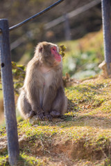 Animalistic Portrait of  Japanese Macaque On Tree at Arashiyama Monkey Park Iwatayama in Kyoto, Japan.