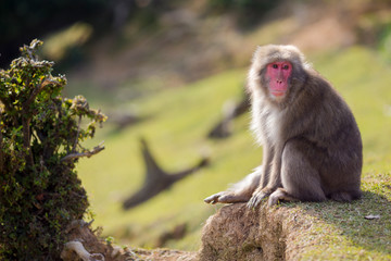 Unique Concepts. Animalistic Portrait of  Japanese Macaque On Tree at Arashiyama Monkey Park Iwatayama in Kyoto, Japan.