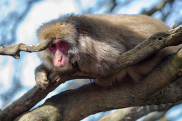 Animalistic Portrait of  Japanese Macaque On Tree at Arashiyama Monkey Park Iwatayama in Kyoto, Japan.