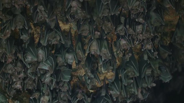 Great medium shot of fruit bats hanging upside down inside a rocky cave. The flying fox group together to sleep during the day