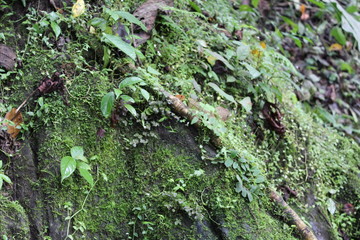 Walking in the Peruvian rainforest