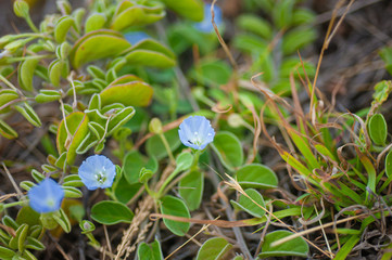 Dwarf Morning Glory, Small Morning Glory, Blue, Light Blue
