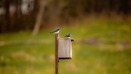 2 Coraciiformes 