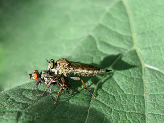 Two flies are sitting on a green leaf.